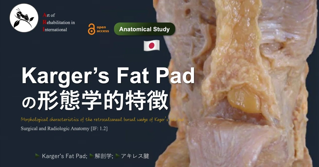 Karger’s Fat Padの形態学的特徴｜Super Human | 理学療法士／保健学博士 Ph.D.