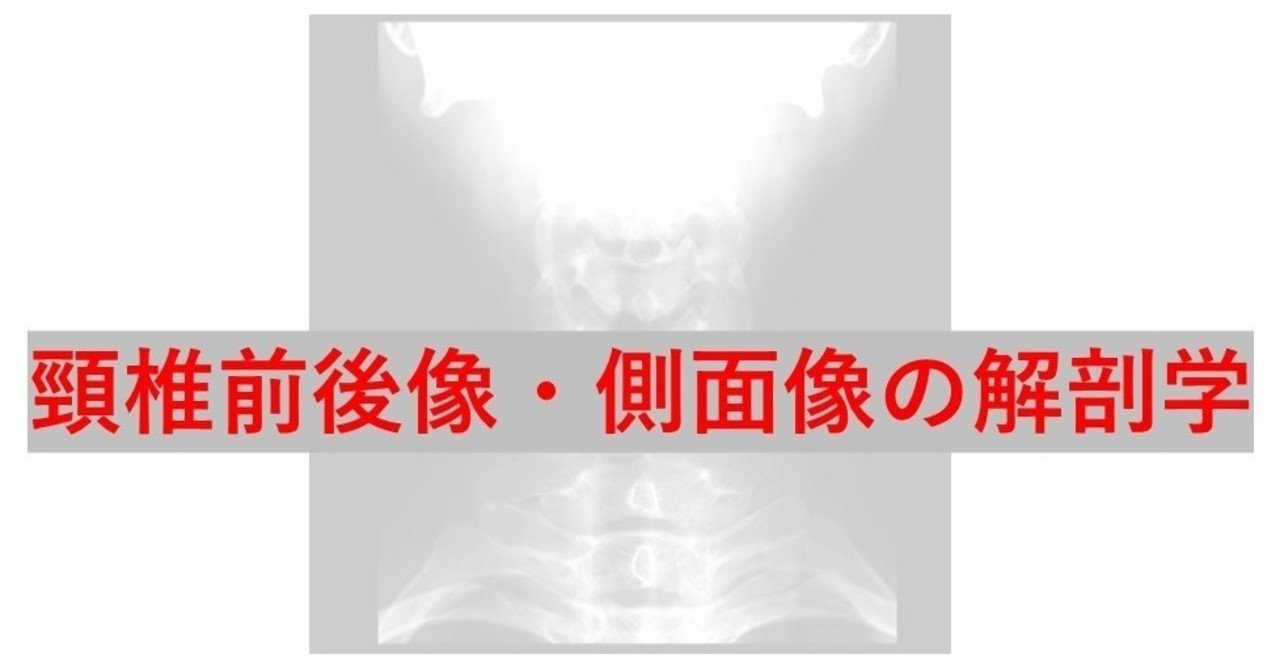 頸椎レントゲンの見方 解剖編 Yu Note