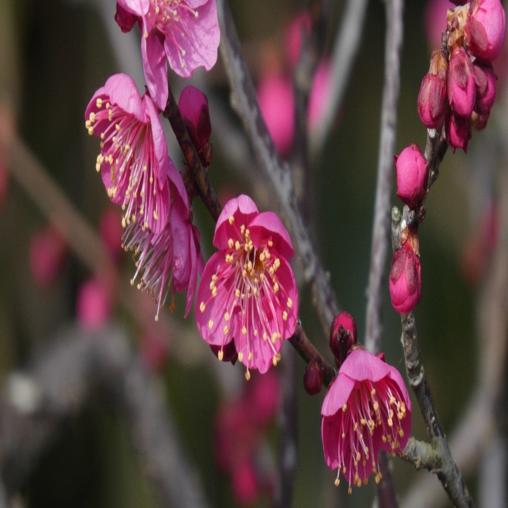 紅梅が咲きました＾＾｜堀 圭介
