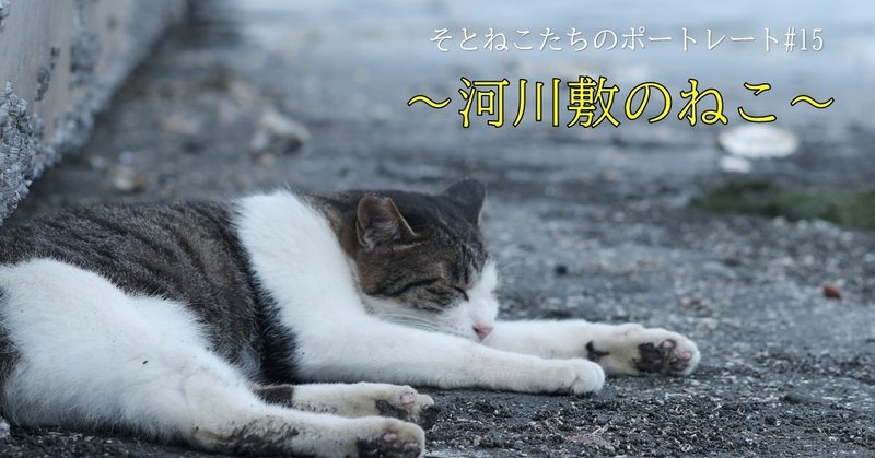 【動画】そとねこたちのポートレート|#15|