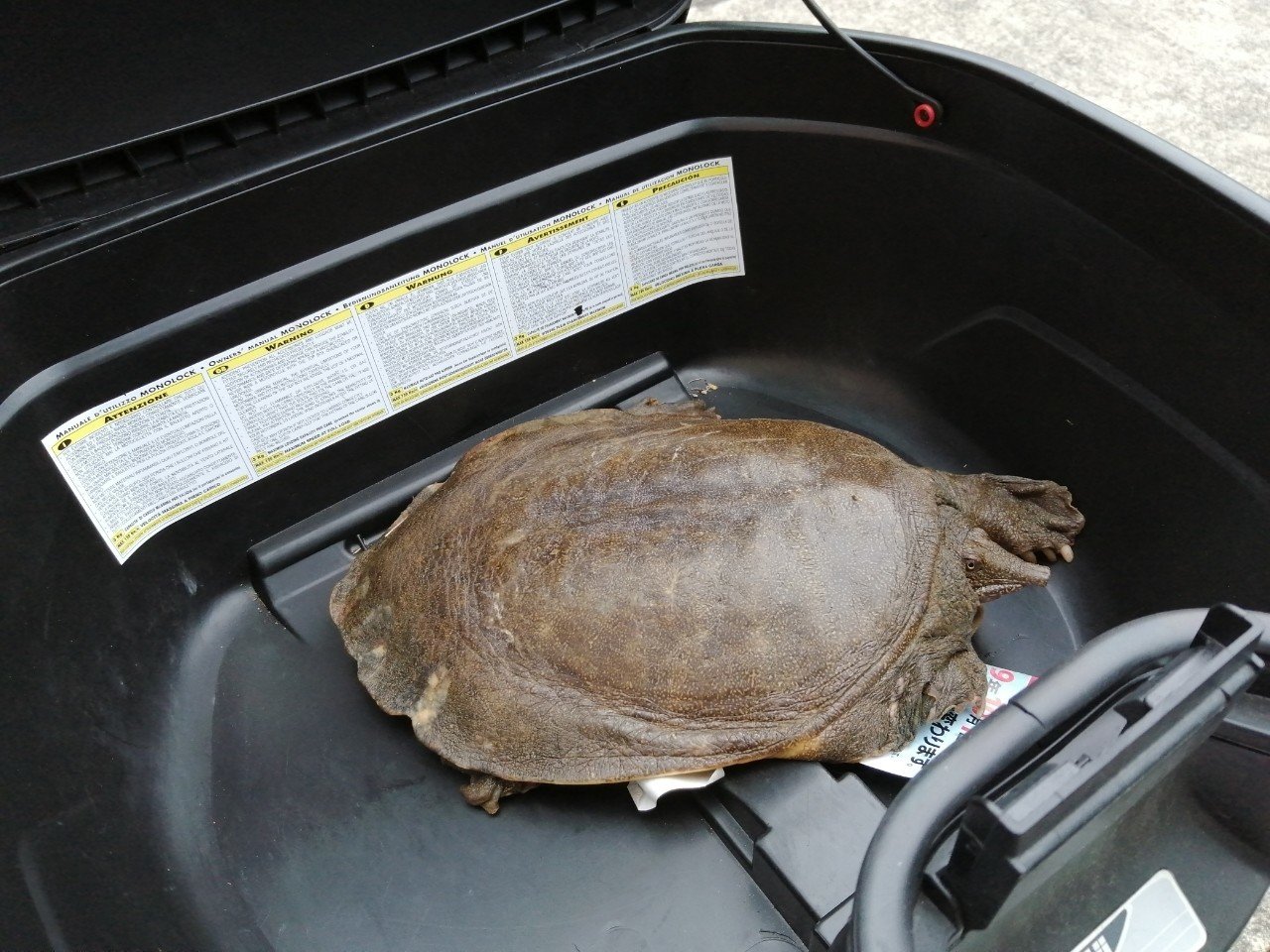 天然すっぽん捕獲仕掛け捕獲例：すっぽん、石亀、うなぎ、なまず