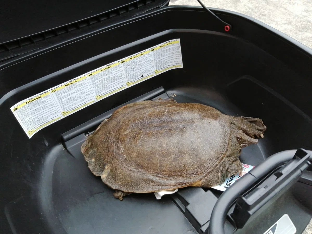 天然すっぽん 捕獲仕掛け 捕獲例：すっぽん、石亀、うなぎ、なまず 