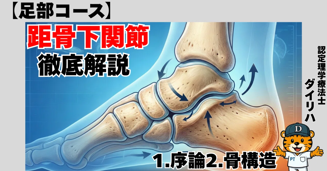 足部コース】距骨下関節を徹底解説：構造、バイオメカニクス、臨床的