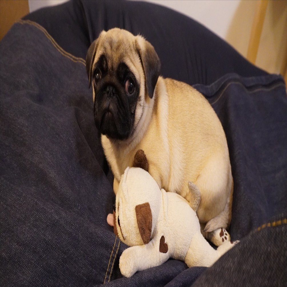 Vol.②】わが家にパグの「くぅちゃん」がやってきた｜しましま