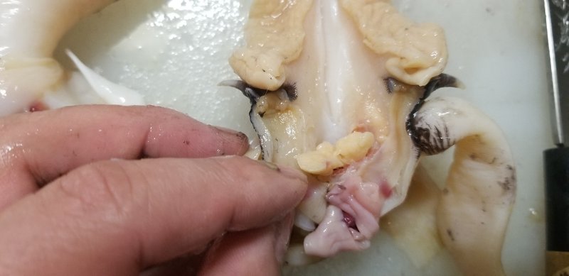 無料記事 つぶ貝を安全に食べよう 中毒症状にならないために 魚っくん Manabu Note