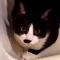 あきら