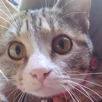 ふるだび