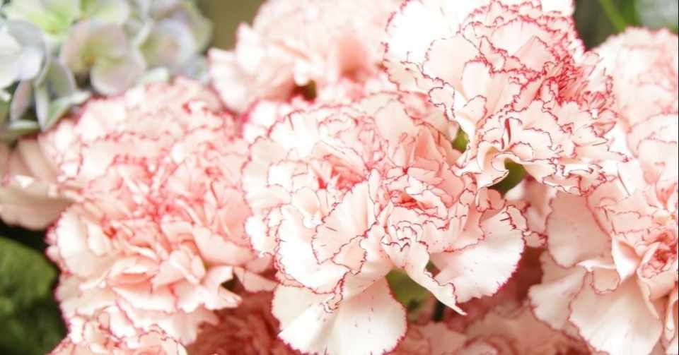カーネーションの花言葉 Copins Flower コピンズフラワー Note