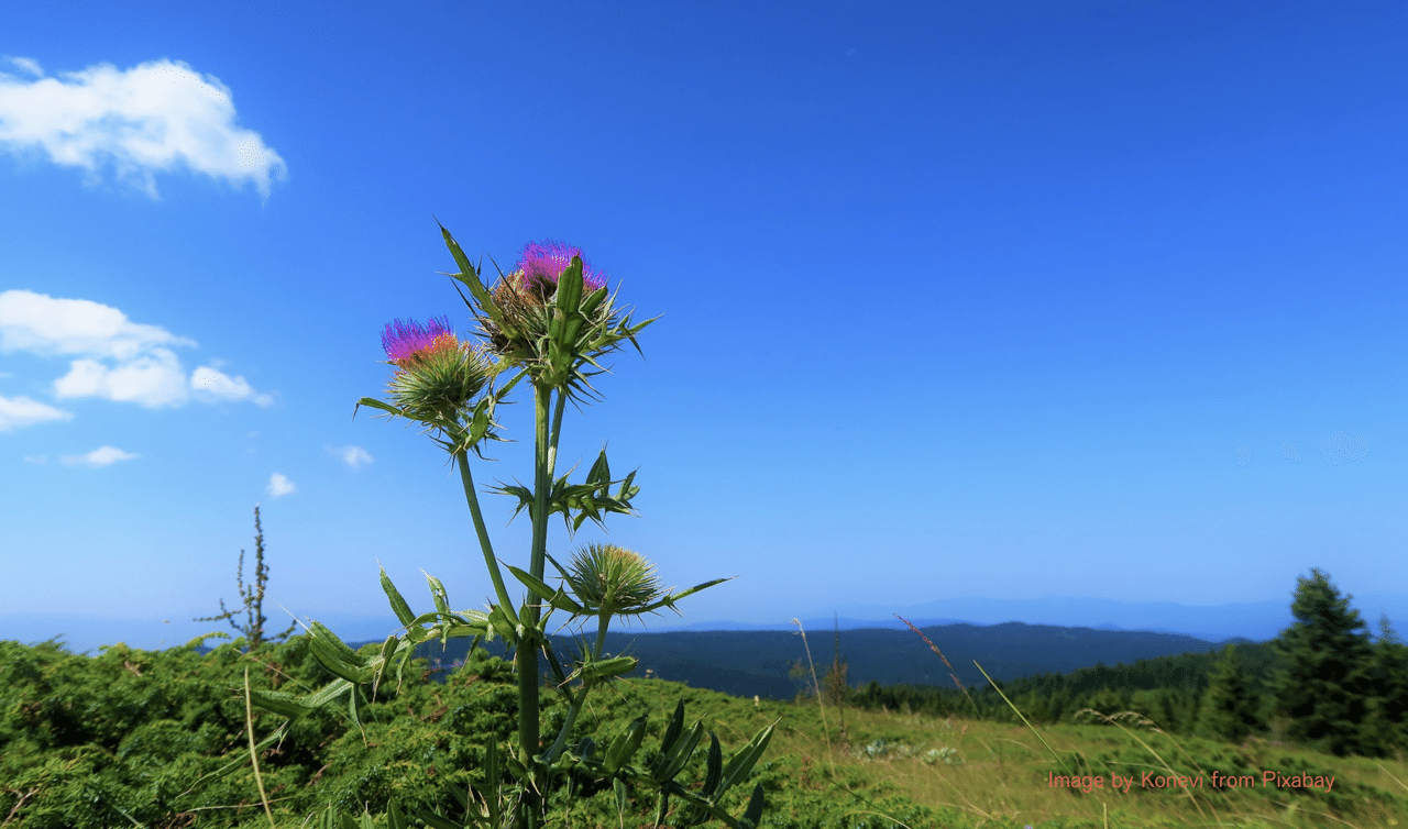 雨上がりの星の夜 アザミの花は自分の葉っぱの銀色に光るトゲを見ながら 私はこのトゲ のせいでみんなから嫌われているんだろうな と思った 星が 王様があなたを褒めていたわ あなたのトゲが国を守っているのよ 本と日常 Note