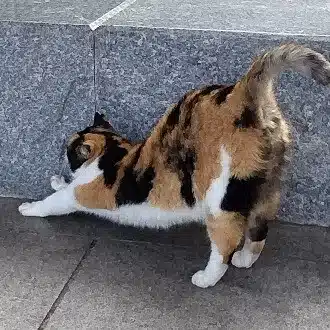 わらわら