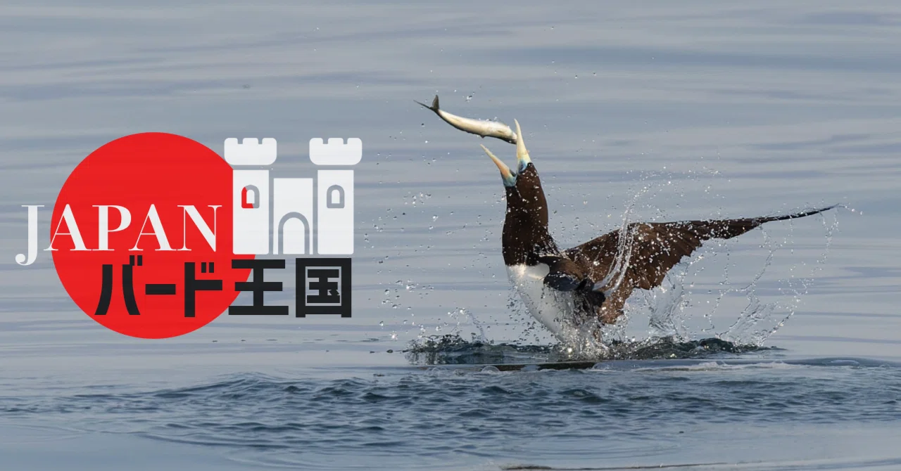 餌を求めて海中に猛スピードでダイブするカツオドリ【JAPANバード王国 餌を求めて海中に猛スピードでダイブするカツオドリ【JAPANバード王国