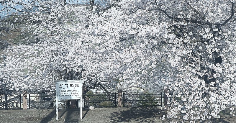 今年もやっぱり山梨の桜 現役ホームからの甚六桜 04 03 07 52 スナップ寅さん Note
