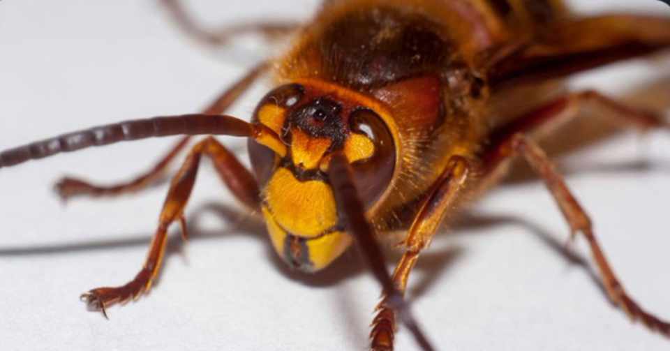 Invasive Giant Hornets Have Been Spotted In The Us For The First Time 侵略的な巨大 スズメバチがアメリカで初めて発見された Chimaki Stayalert Note