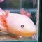 WUPA うぱ。|お店の売上を本気で考える