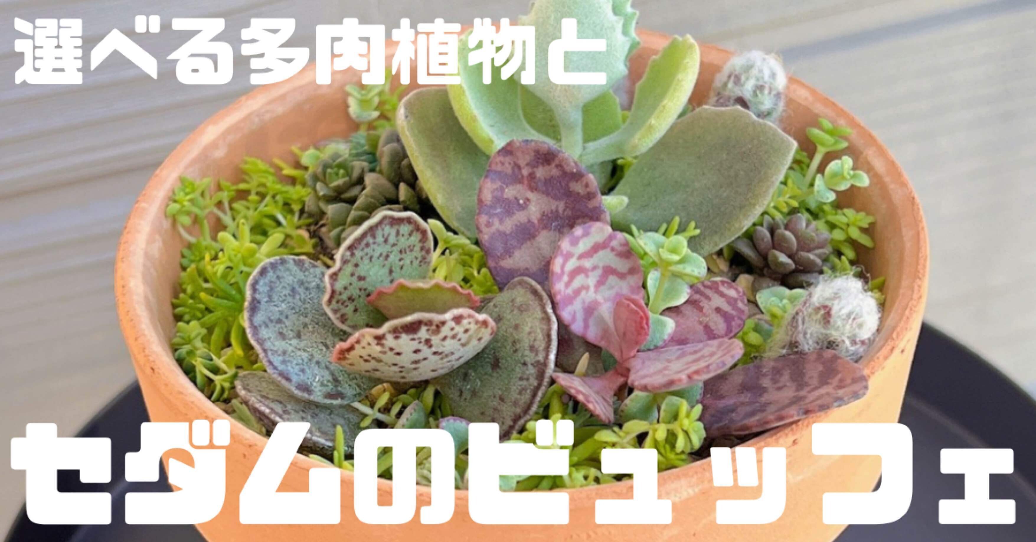 選べる多肉植物とセダムのビュッフェ｜あいしゃ。