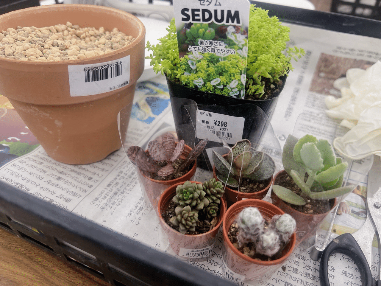 選べる多肉植物とセダムのビュッフェ｜あいしゃ。