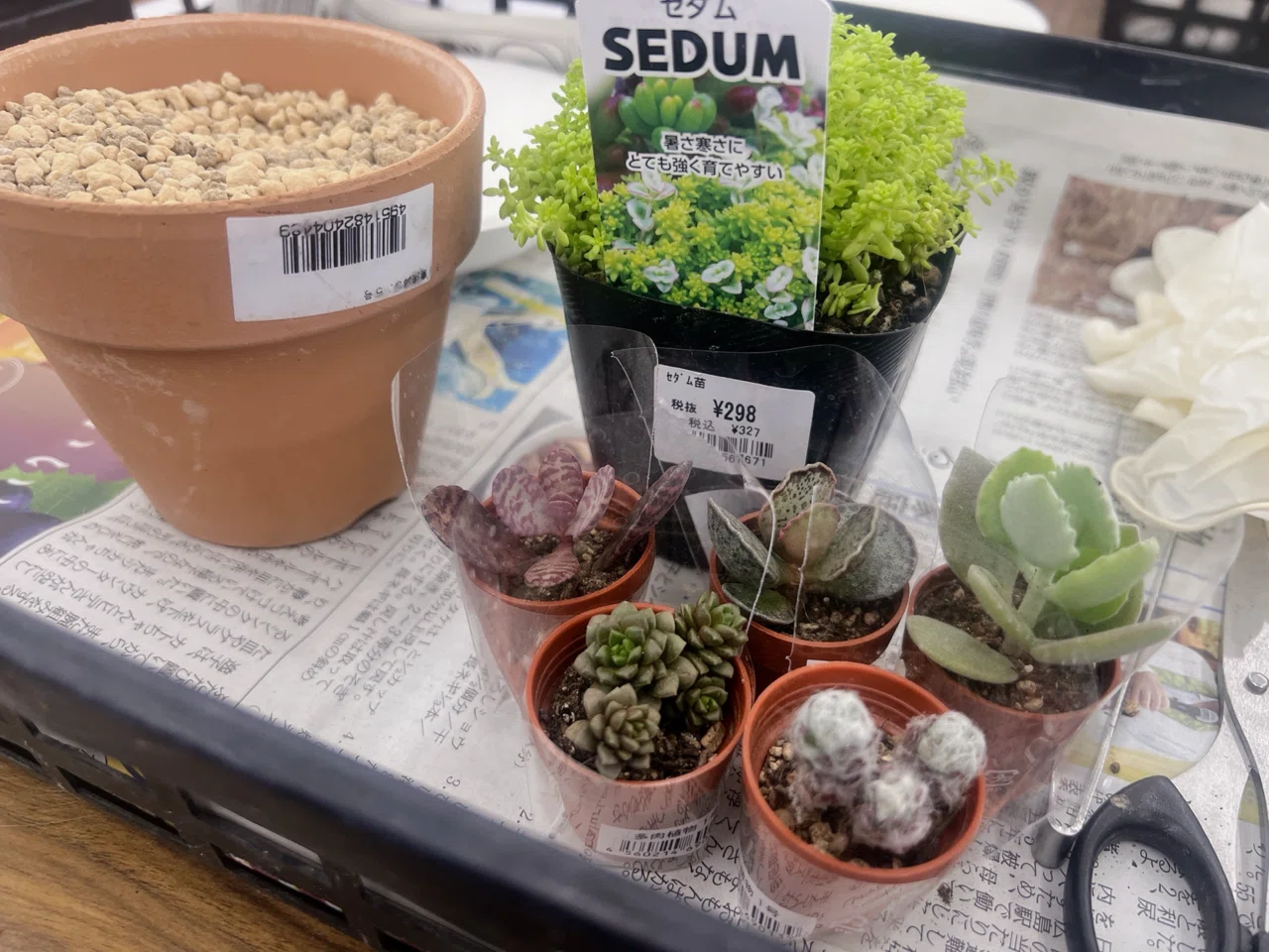 Top【選抜株】多肉植物 362407シュガー ミスト 54個 鉢無し/脱土 Top Top【選抜株】多肉植物 362407シュガー ミスト 54個 鉢無し/脱土 Top