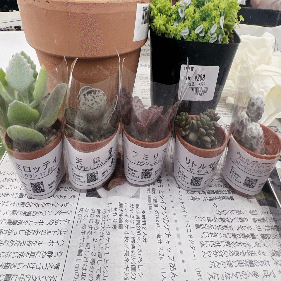 選べる多肉植物とセダムのビュッフェ｜あいしゃ。