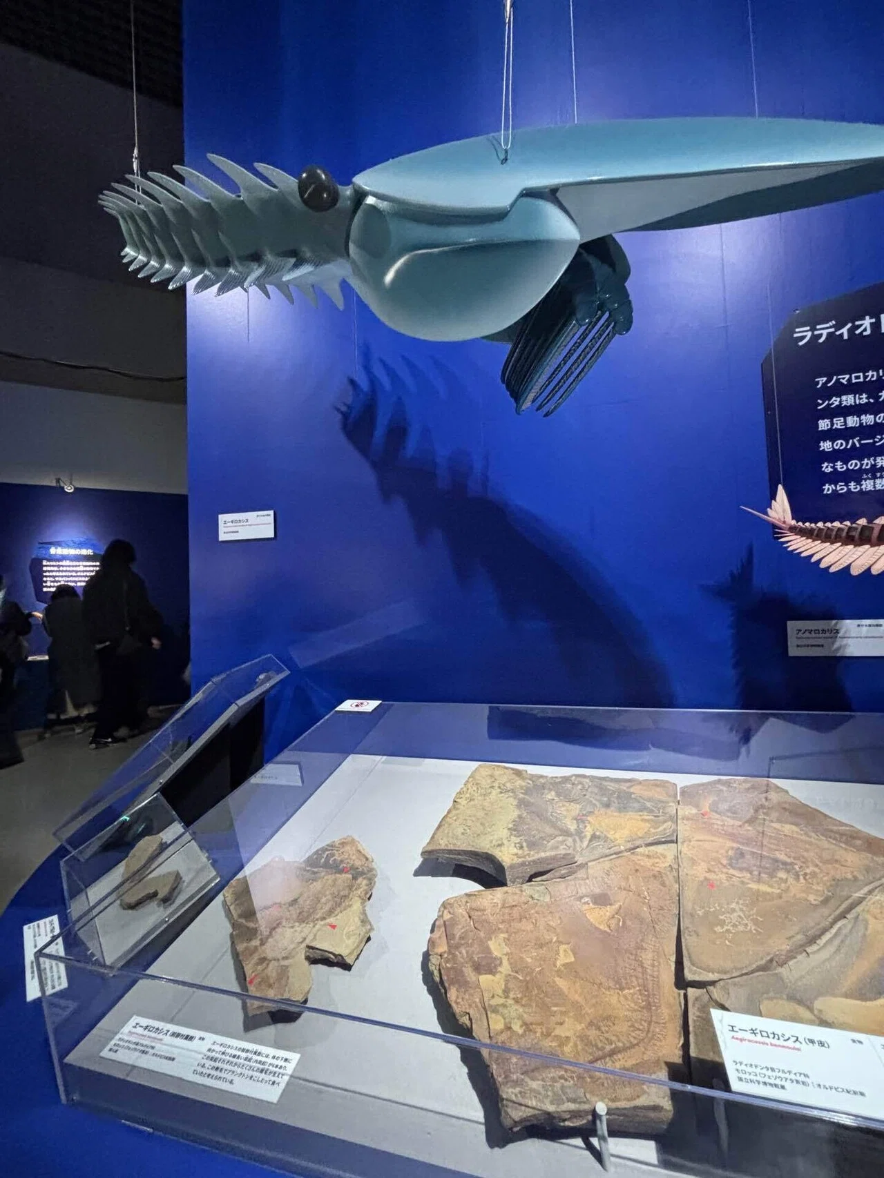 大絶滅展」｜2026.1.18.｜藍沢紗夜