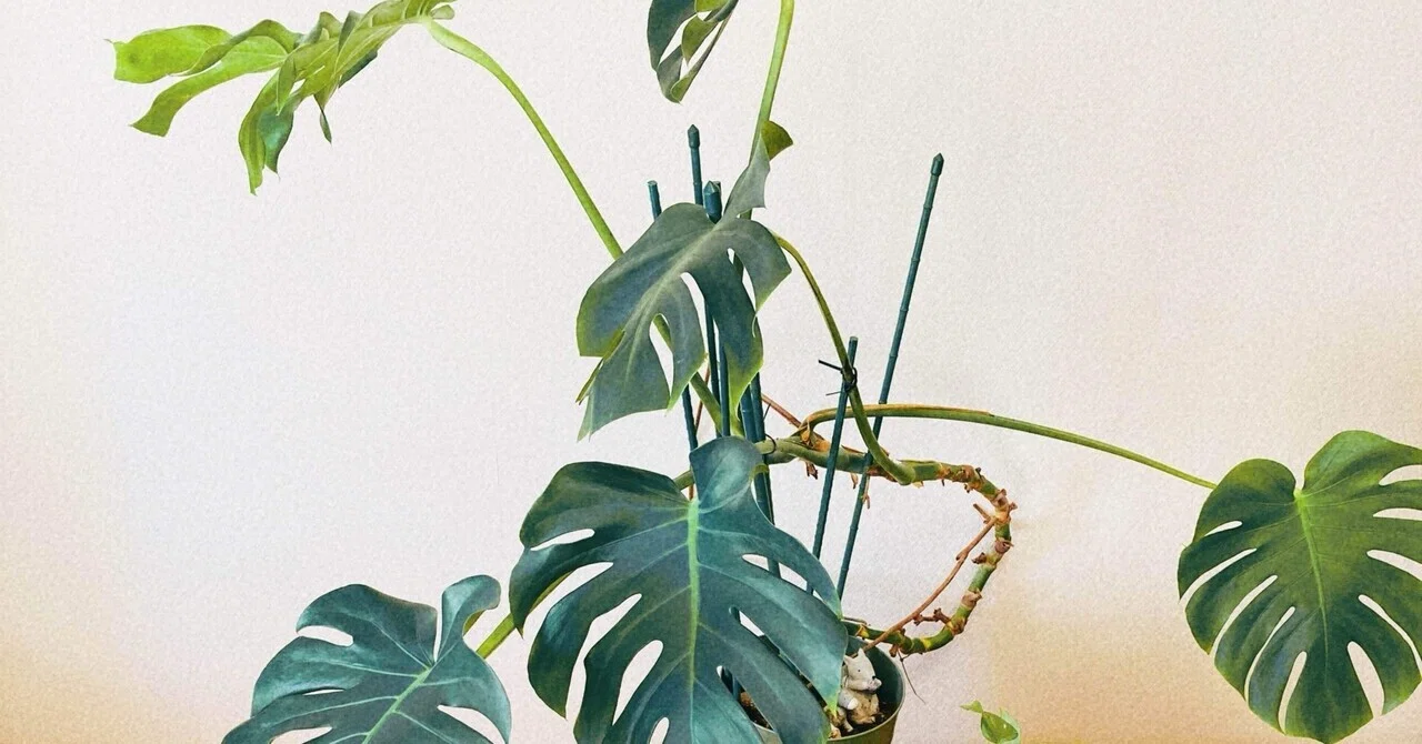 巨大モンステラを植え替える｜ひびのはなばな（筆名：ひびの祈り）