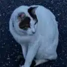 Masaya Kinoshita