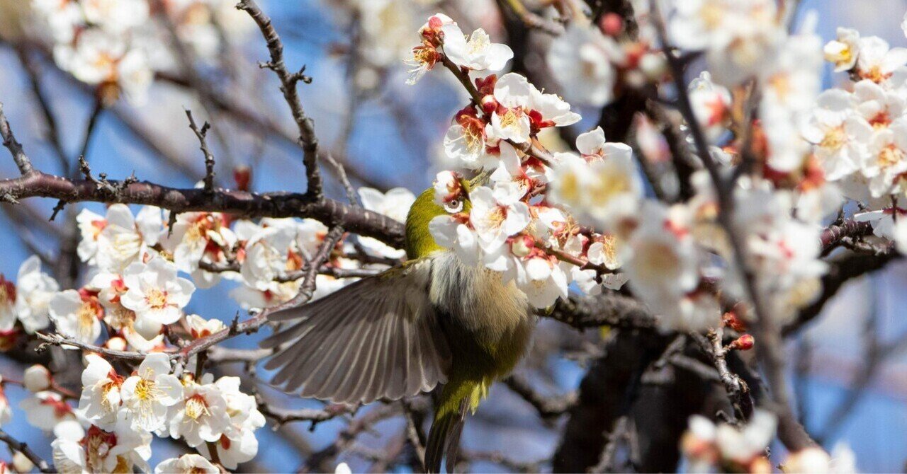 63.ウメジローを求めて｜Kuh-くぅ-