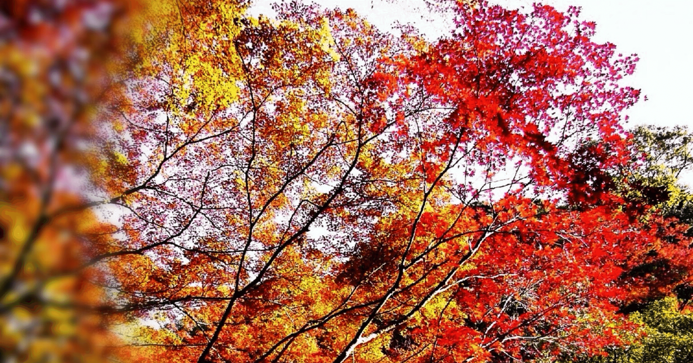 29「もみぢ葉に色みえわかずちる紅葉」｜s.nkhr