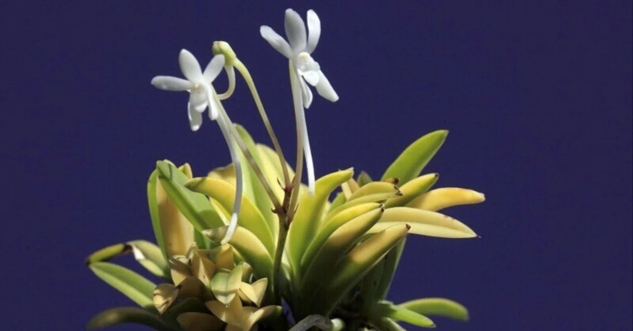 富貴蘭「金楼閣」の花（過去の画像倉庫から）｜KJ Morison