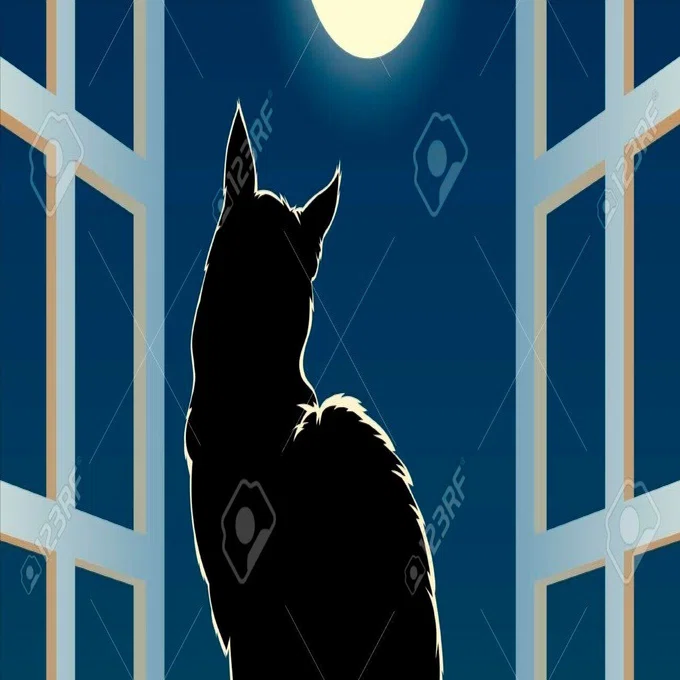 yさん専用占い｜黒猫