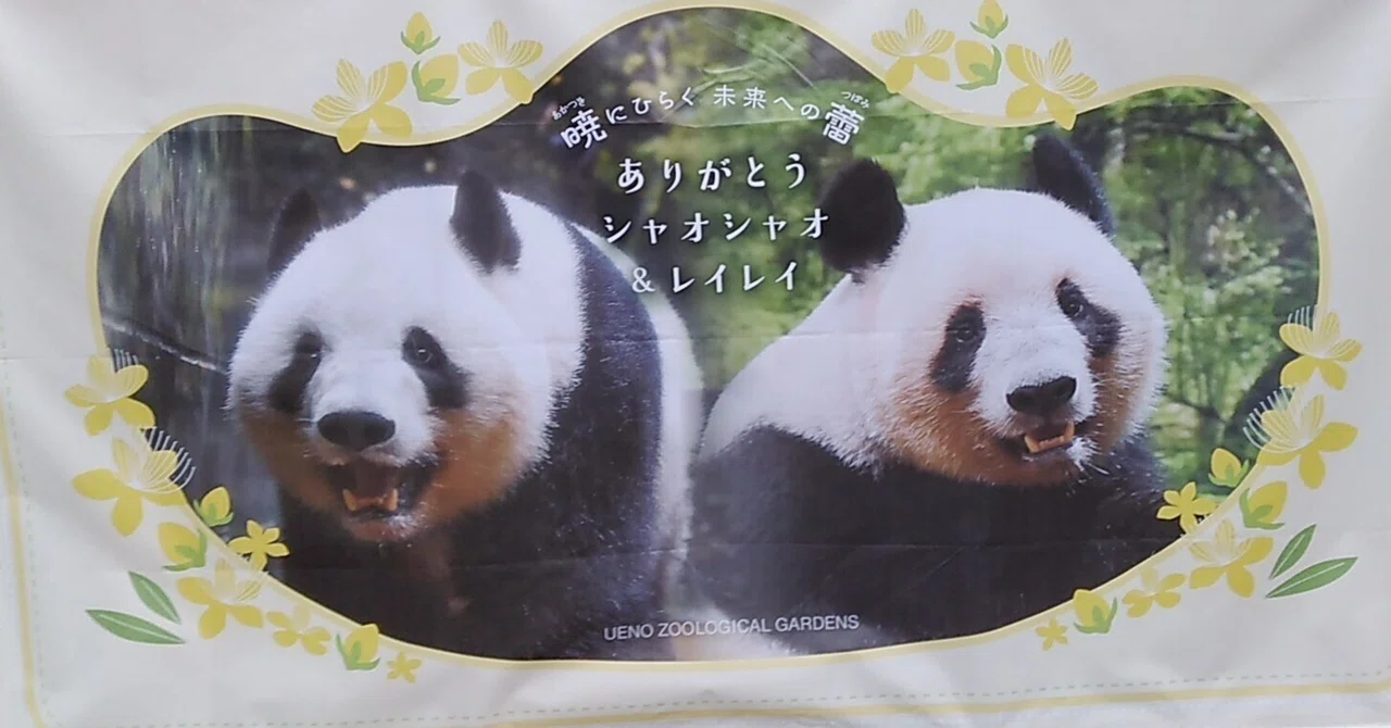 縁起物　シャオシャオ　レイレイ　赤ちゃん　写真　都庁正月報　A4額縁付き シャオシャオ レイレイ ありがとう🐼🐼🌿🧡｜canal