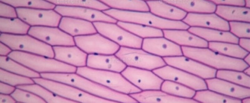 細胞膜における膜輸送