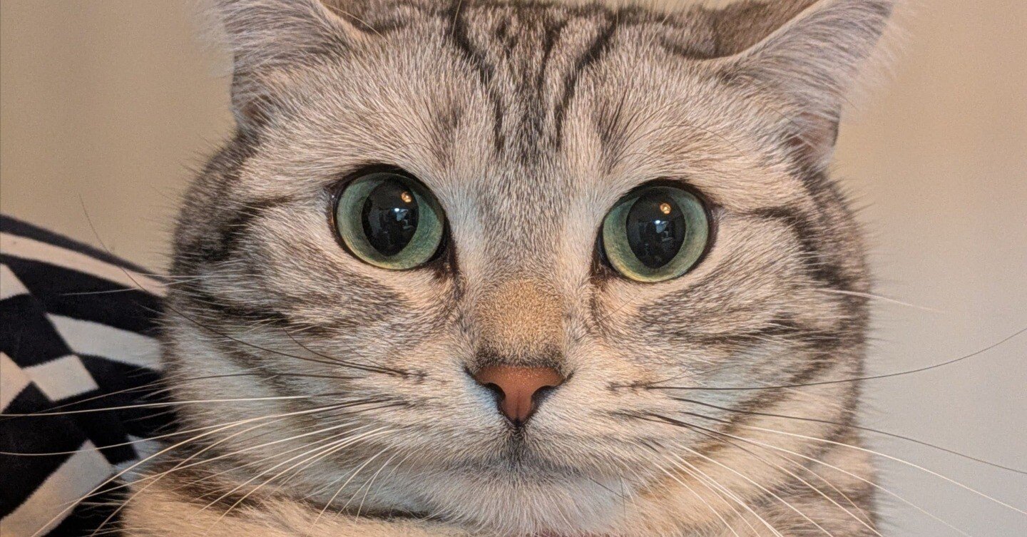 今日のおねこさま🐾証明写真｜ちもも