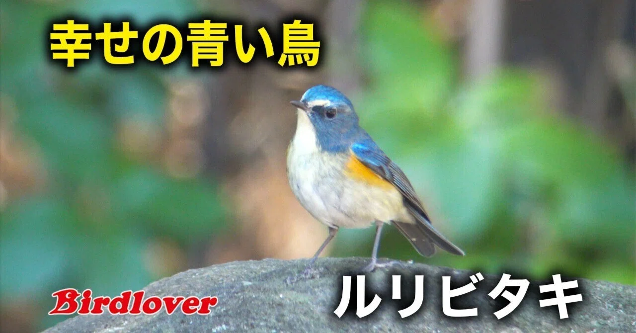 happyちび姫ランド　幸せの青い鳥　(お値下げしました) 幸せの青い鳥・ルリビタキ君｜Birdlover