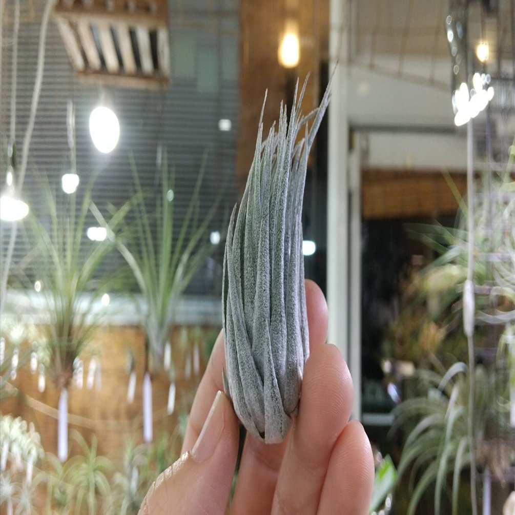 チランジア入荷リスト1/18｜NatureGarden🌿神田