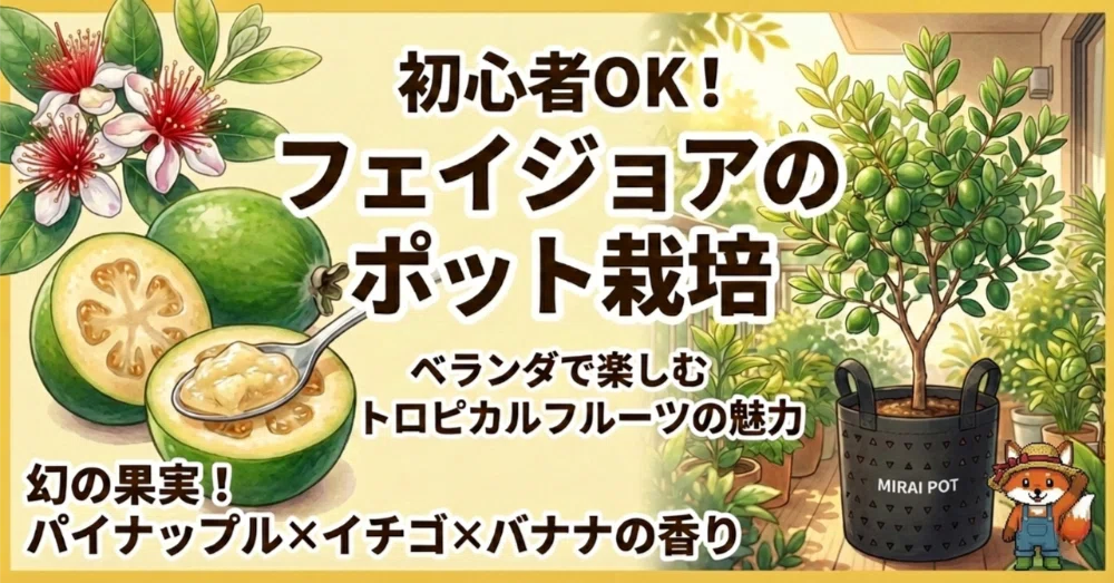 フェイジョア】フェイジョアってどんな果樹？ポット栽培で楽しむ 