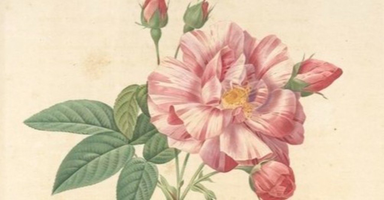 Deborah Bigelesen 薔薇　絵画 Deborah Bigelesen 薔薇絵画