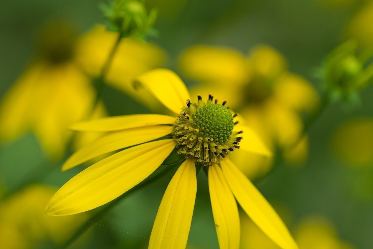 オオハンゴンソウ Cookee Evina 海老名こうき Note