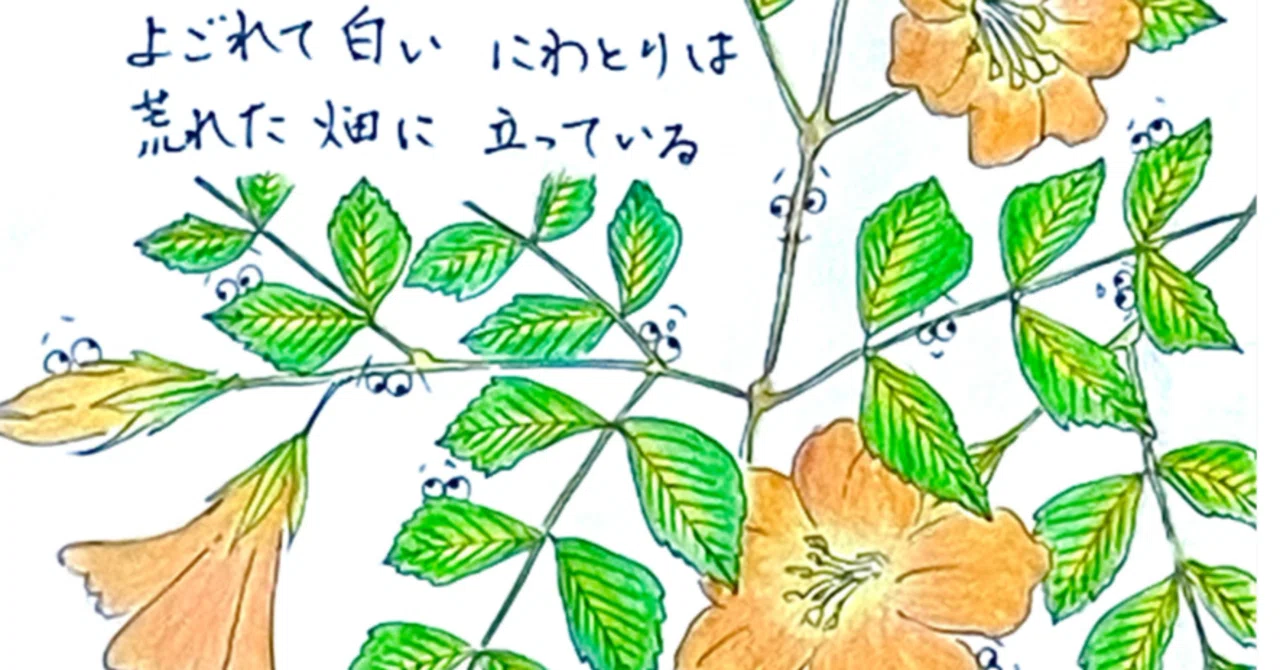 金子みすゞさんの詩と植物👀スケッチ94 「にわとり」 ノウゼンカズラ