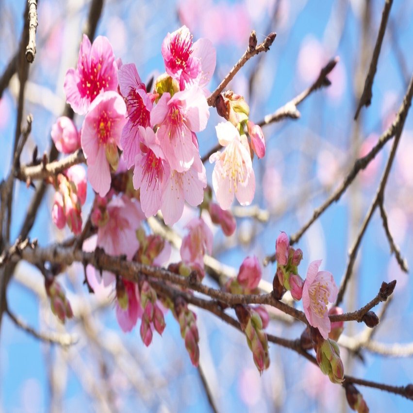 1月、桜はじめ｜サト(る)