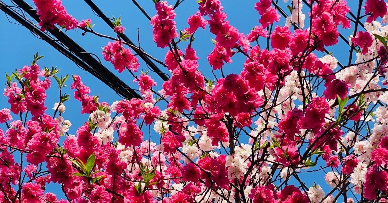 推しとリアルで出会ってデートした。この春が一生続けばいいと願った学芸大学駅のあの日｜けむリの画像