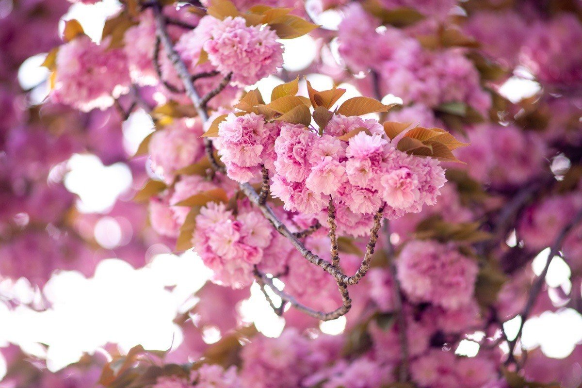 カメラ機材紹介(1)〜レンズ／CANON EF135mm/f2.8 SOFTFOCUS｜Over