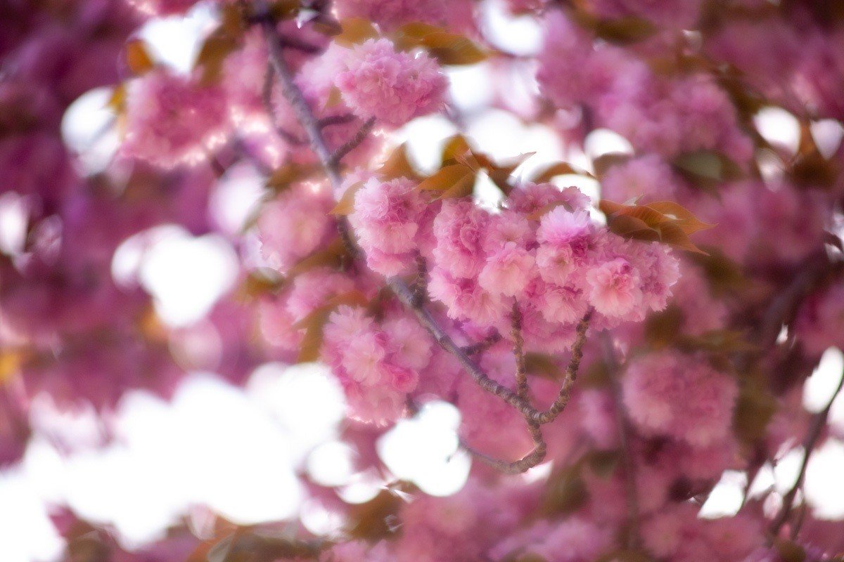 カメラ機材紹介(1)〜レンズ／CANON EF135mm/f2.8 SOFTFOCUS｜Over