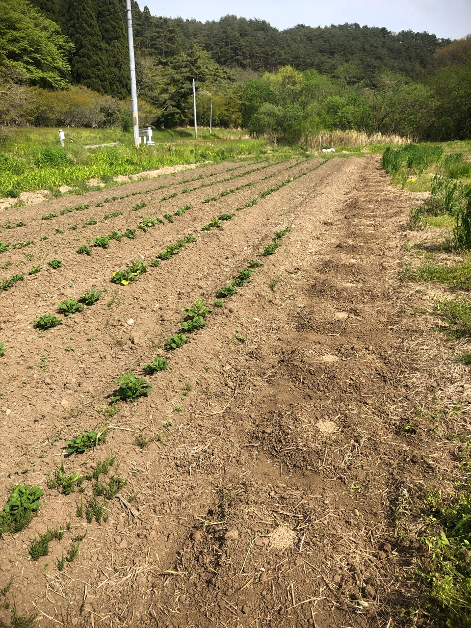瓜田づくり・ジャガイモの生育｜MUNA_FARM 無農薬自給自足