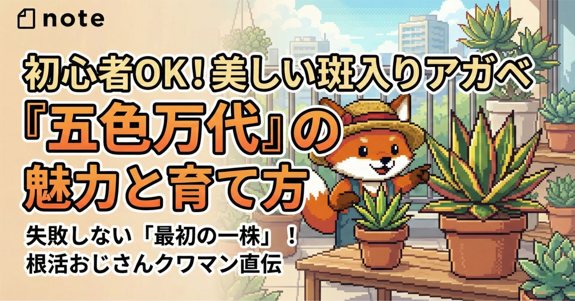 多肉植物】五色万代ってどんなアガベ？初心者でも育てられる美しい