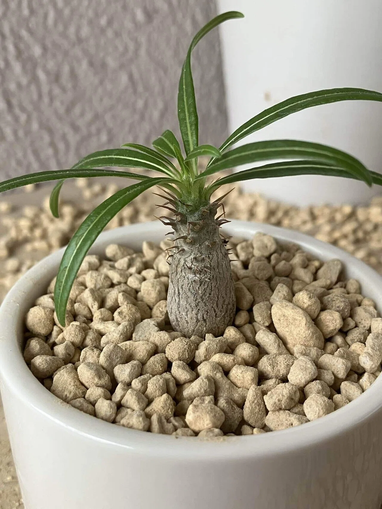 生*ご様 パキポディウム　グラキリス 雫型　※ハンドメイド パキポディウム グラキリス 実生 Hanayoshi-botanicalオリジナルポット