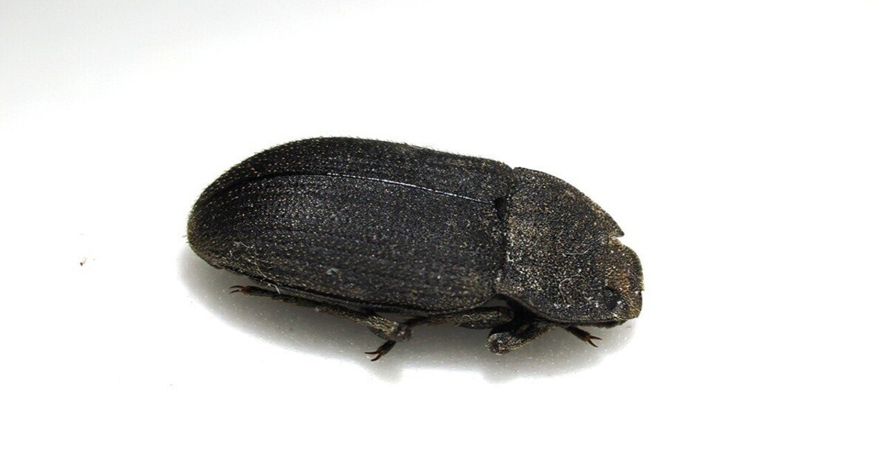 スナゴミムシダマシの一種｜Hinata