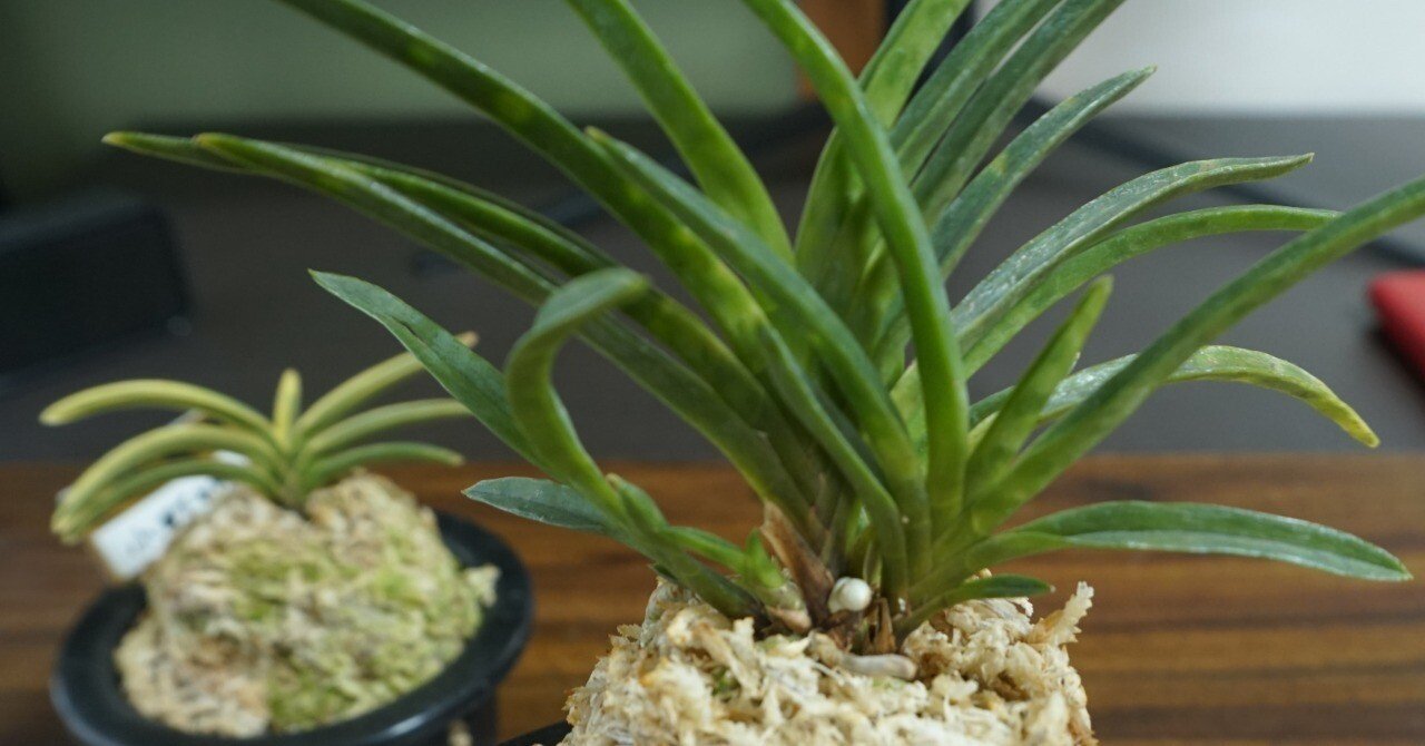 東洋蘭入門：セッコクと富貴蘭、小さな体に詰まった日本の美｜ぽどる