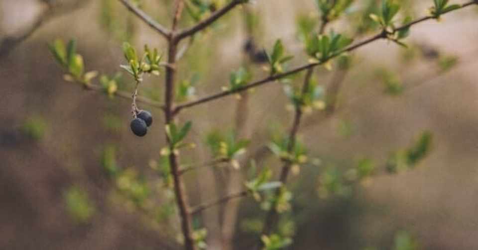 ブルーベリー栽培の休眠枝挿し法の手順とポイント かまたれおん Dmoファンドマネージャー コト起こし未来塾 Note