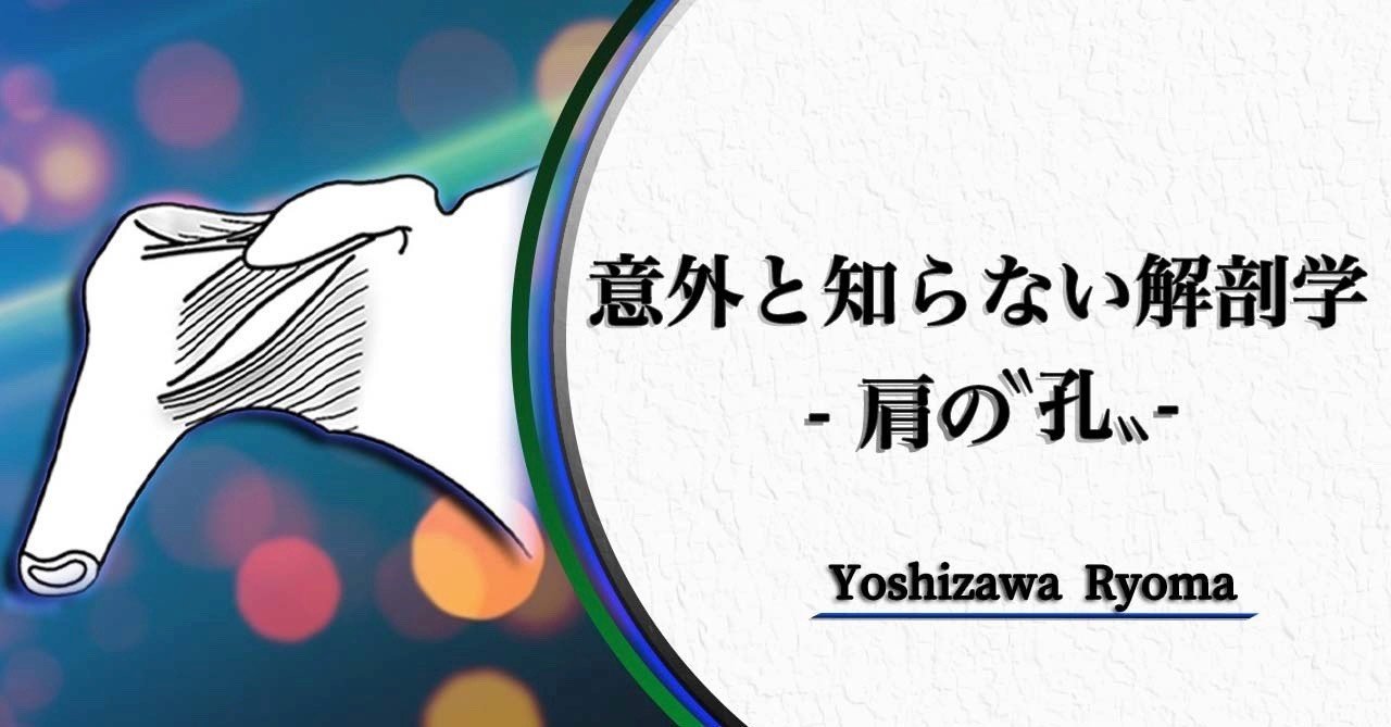 意外と知らない解剖学 肩の 孔 吉澤 遼馬 膝オタク Note