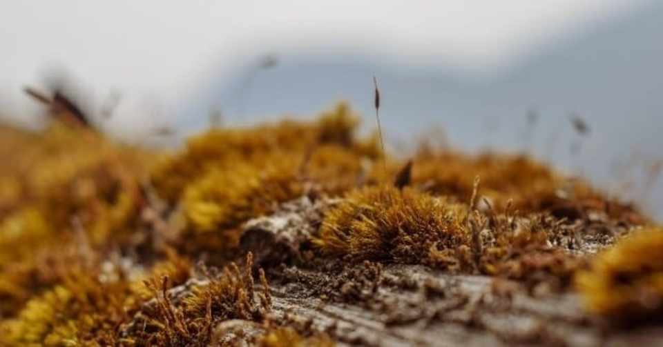 ピートモスと鹿沼土の混合用土を作り込む かまたれおん Dmoファンドマネージャー コト起こし未来塾 Note